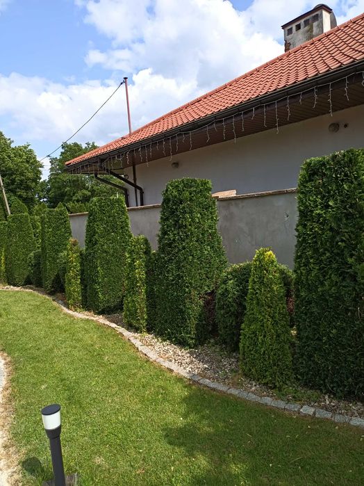 Przycinanie tuj krzewów drzew koszenie trawy
