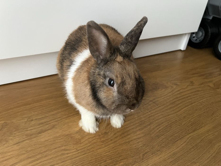 mini królik z dużą klatką sprzedam królika i z wyposażeniem