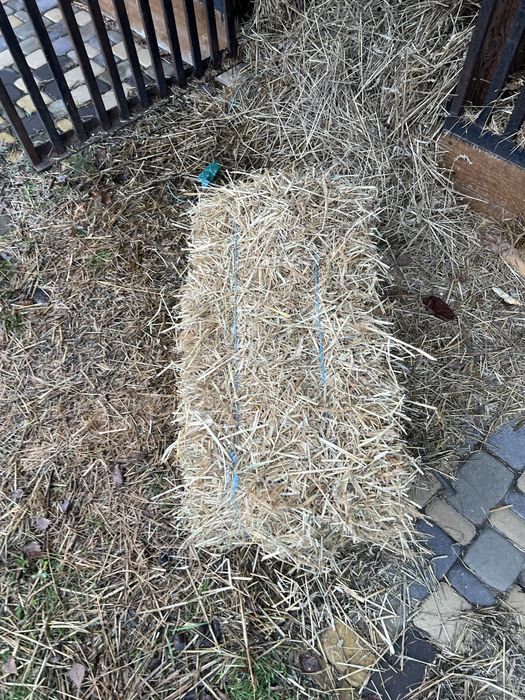 Солома в тюках 1шт-70 грн