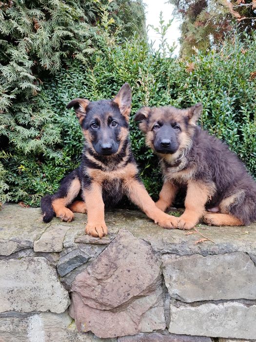 Продаються цуценята німецької вівчарки