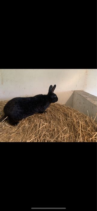 Króliki samce/samice 2025