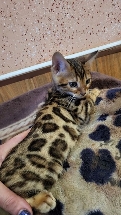 Бенгальский мальчик  wcf