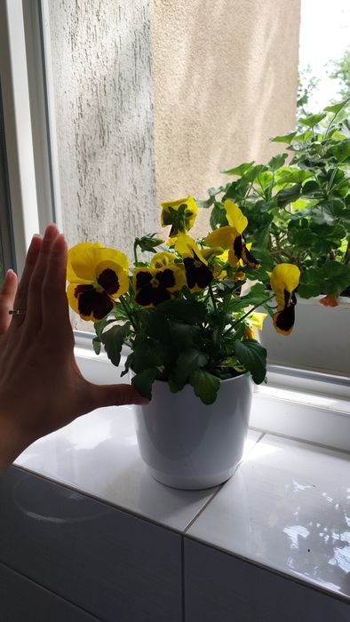 Bratki, kwiaty do domu