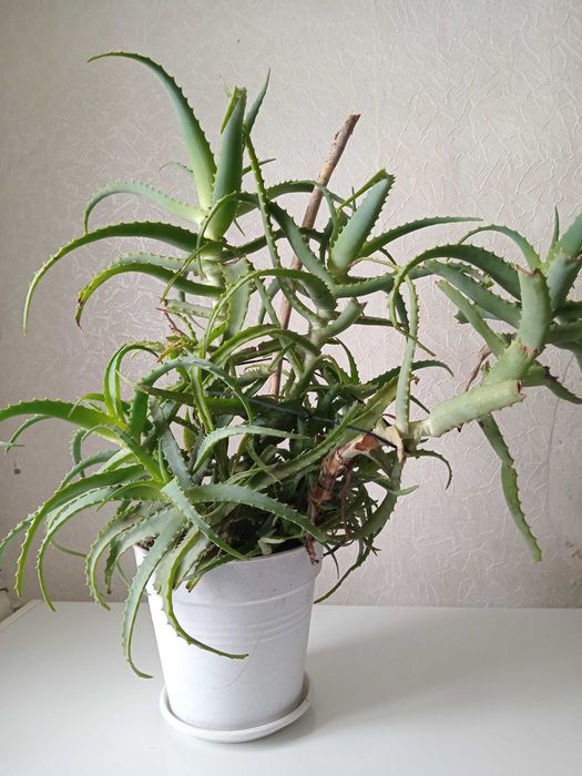 Алоэ , столетник , возраст 14 лет