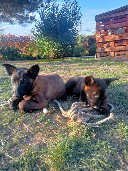 Owczarek belgijski malinois