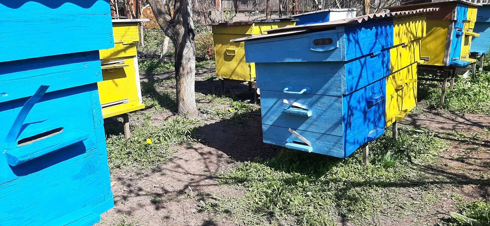 Терміново продам вулики!