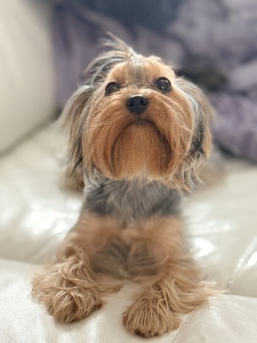 Йоркширский терьер міні