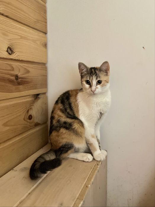 SASANKA - młoda kotka tricolor szuka domu