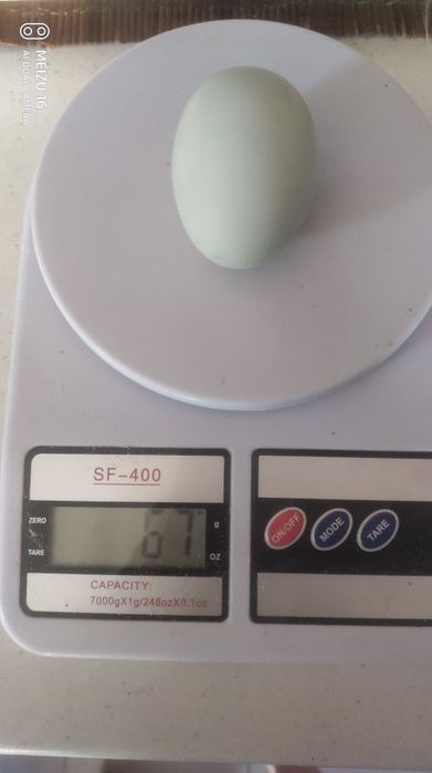 Продам инкубационные яйца Амераукана