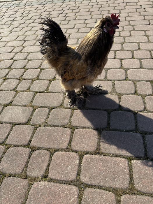 Sprzedam koguty rasy silka