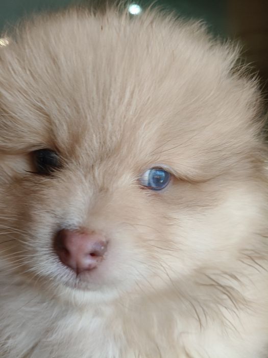 Spitz alemão menino Red Merle