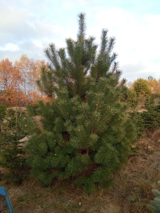 SadzonkiDrzewa Grab 6-25,klon, lipa,brzoza,jesion,olcha,topola,wierzba