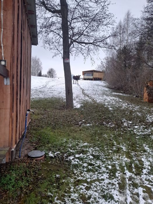 Domek holenderski na wynajem rzeka jezioro kajaki
