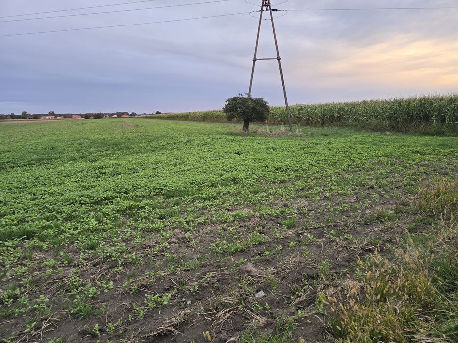Dzierżawa Gruntów Ornych Dębiczek - Widok 2