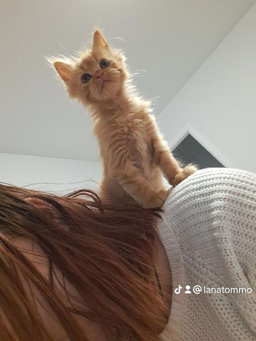 Кошеня, дівчинка, 3,5 місяці