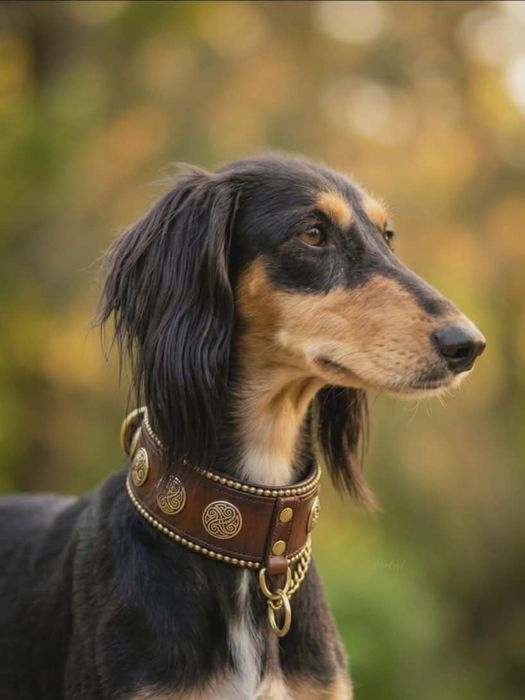 Saluki chart perski FCI warunek hodowlany