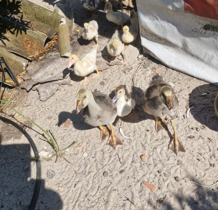 Patos Gansos jovens