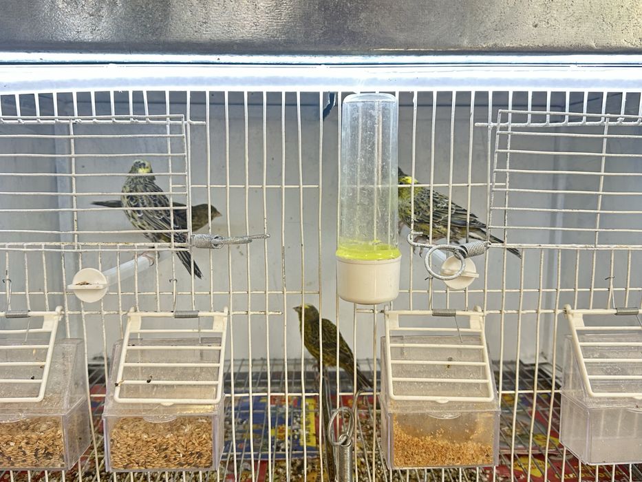 Canarios lizards