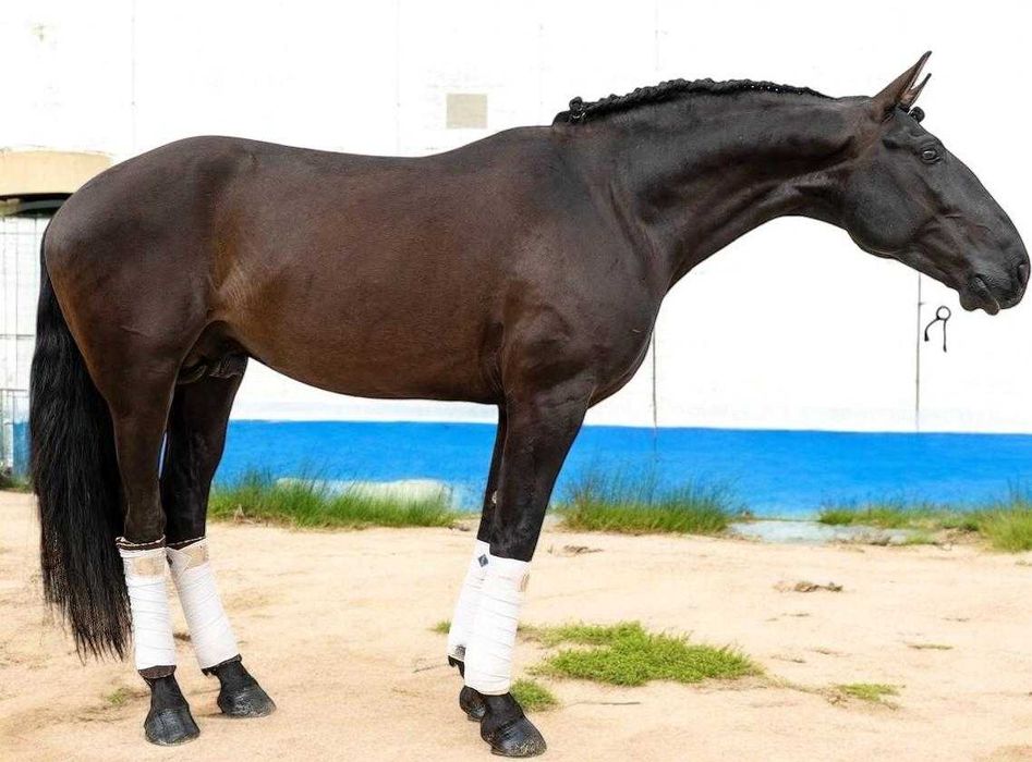 Cobrição - Garanhão PSL Preto de Linhagem de Excelência para cobrições