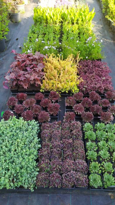 Byliny, rojnik, rozchodnik, płomyk, dzwonek, żurawka i inne