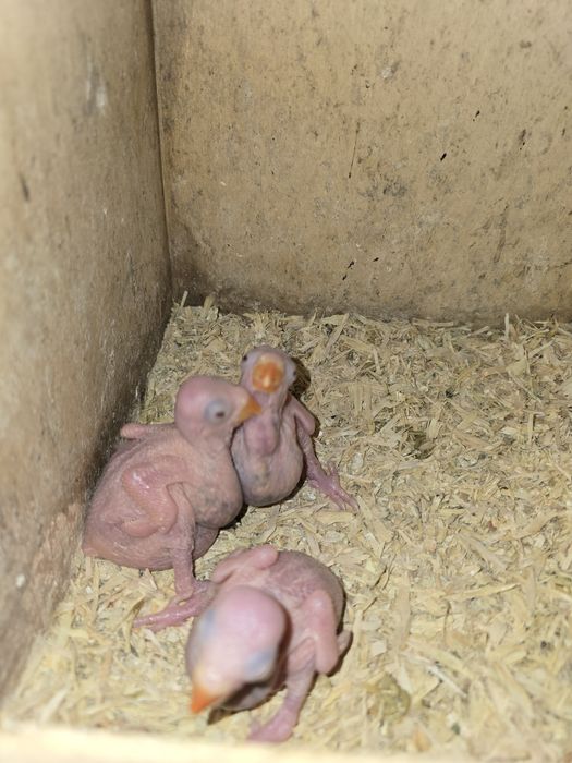 Ring necks para criar a mao