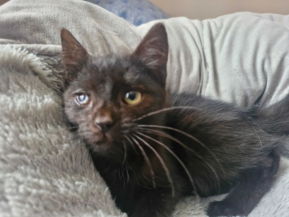 Zwierzęta koty do adopcji