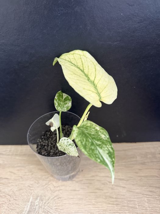 Monstera white monster