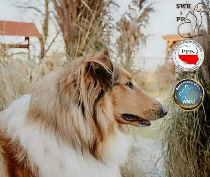 Dostępny śliczny piesek Owczarek Szkocki Długowłosy