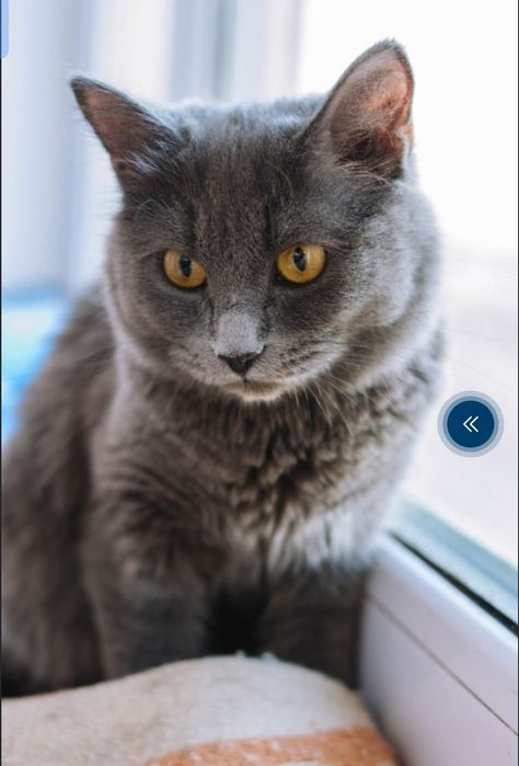 Котята скотиш фолд