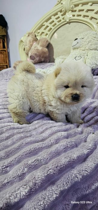 Цуцинята чау-чау