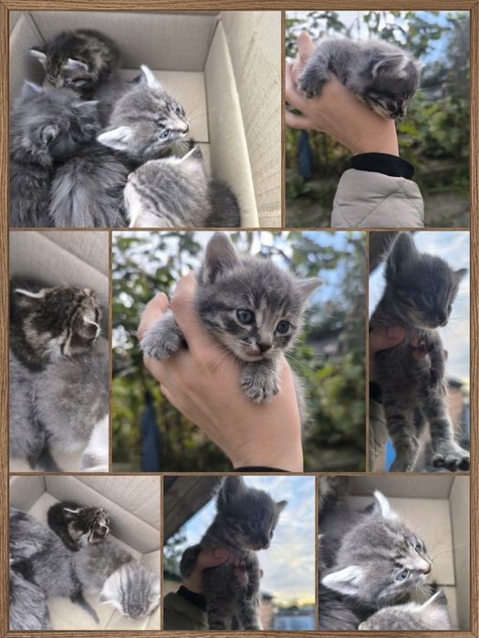 Котенята потребують родину