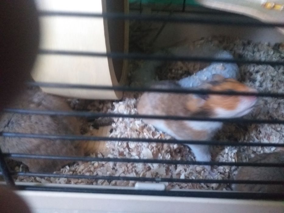 Sprzedam chomiki z klatką