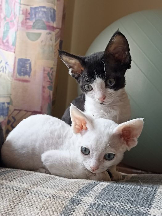 Дівчинка девон-рекс