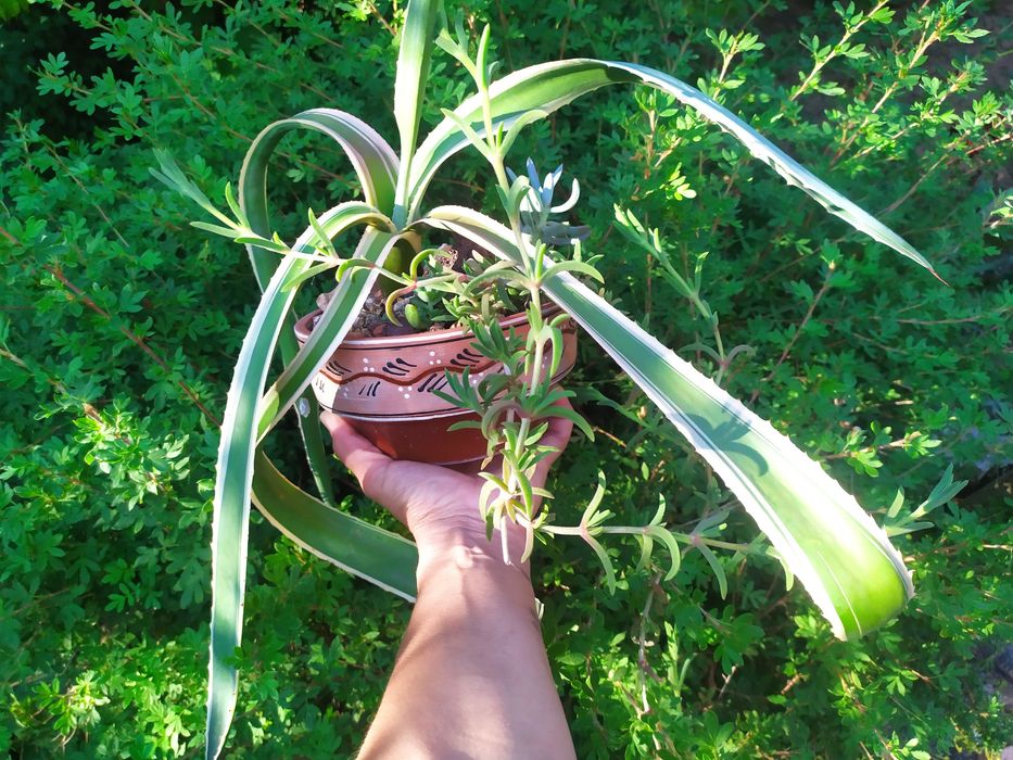 Суккуленти:Гастерія, астролоба  agave montana