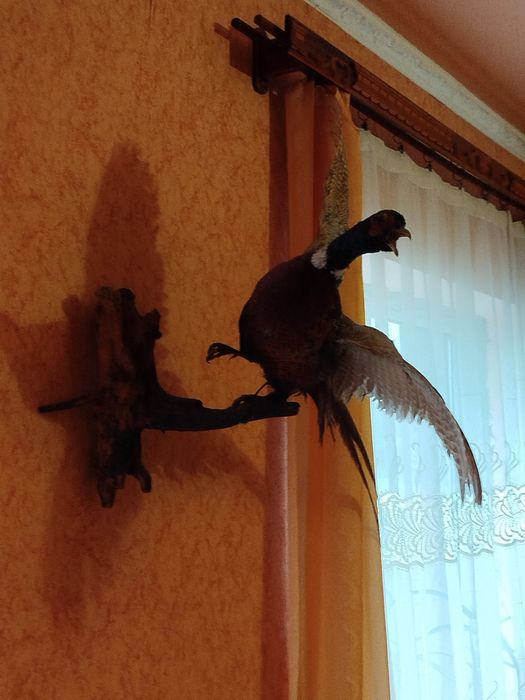 Продам чучело фазана