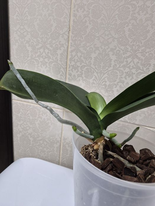 Орхидея фаленопсис Black Stripes