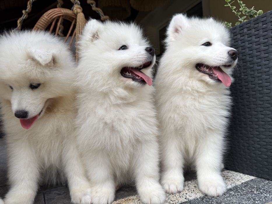 Samoyed suczka FCI