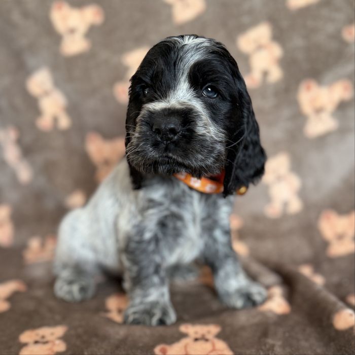 Piesek cocker spaniel angielski szczeniak