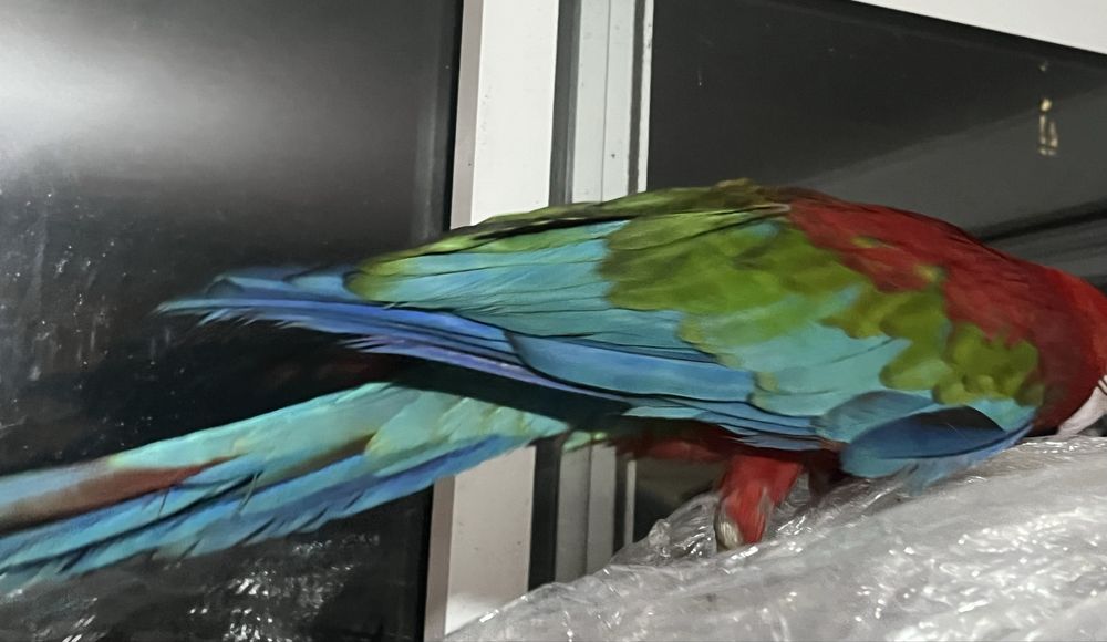 Arara vermelha macho (ara chloropterus)