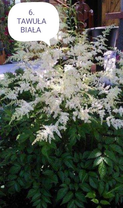 Sadzonki kwiatów wieloletnich