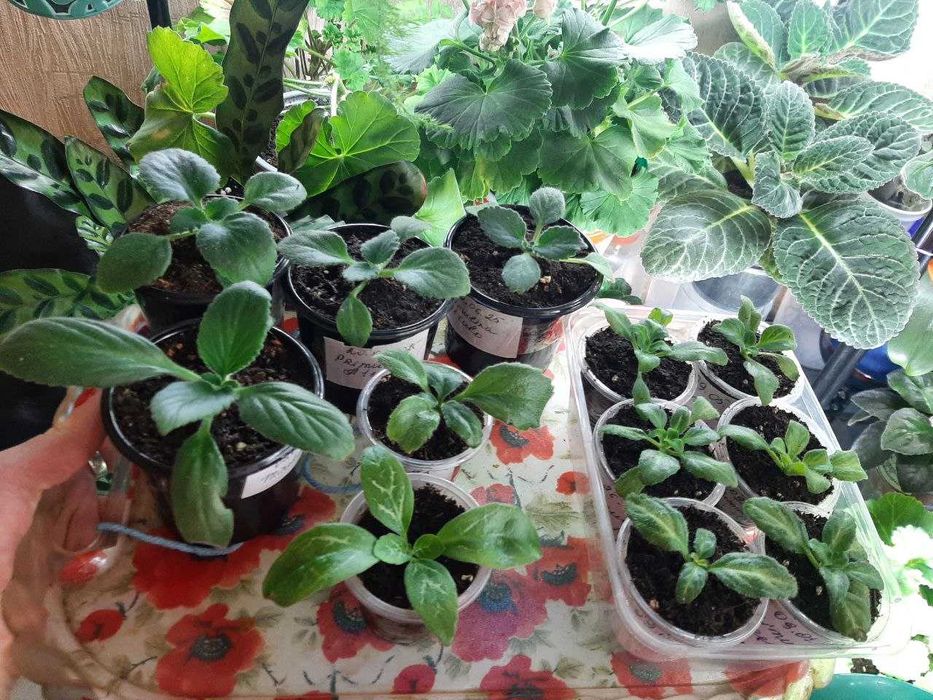 Хириты детки разные сорта