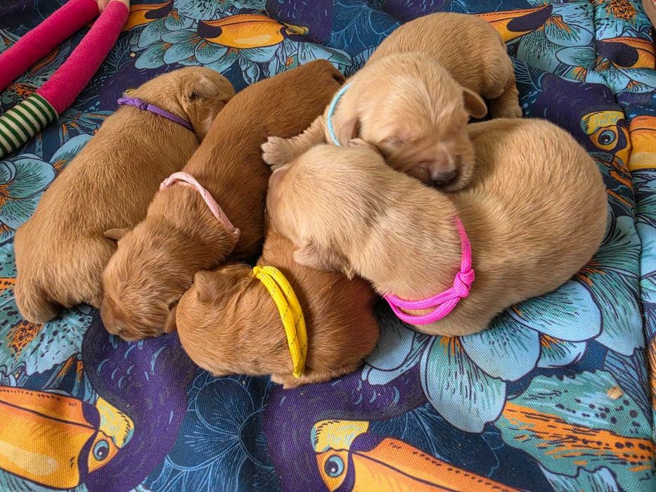 GOLDEN RETRIEVER-złote i ciemnozłote, ZKwP,