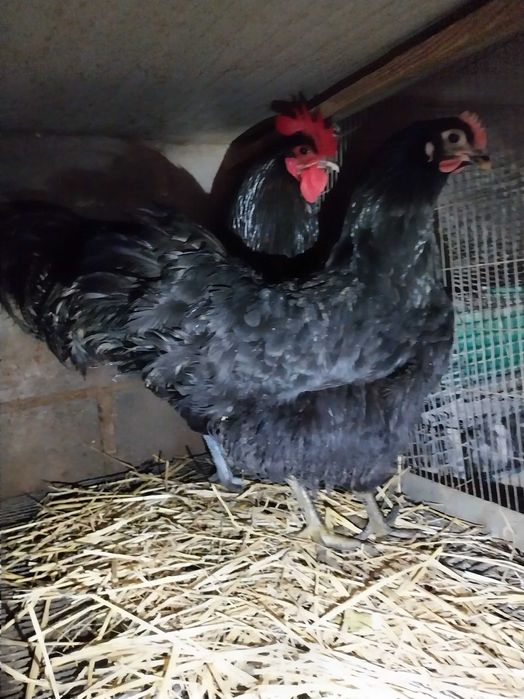 Rhode Island Red poedeiras