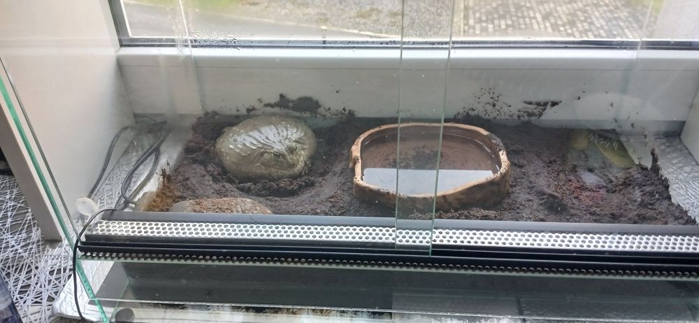 Żaba byk, Pyxicephalus adspersus