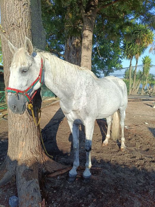 Cavalo    capado