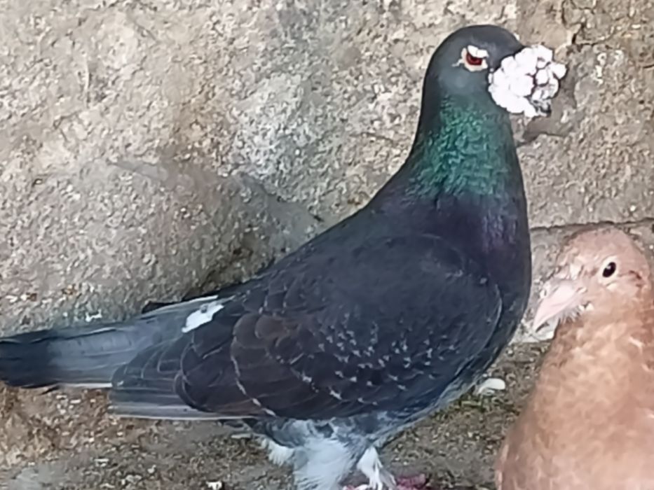 Gołębie staropolskie