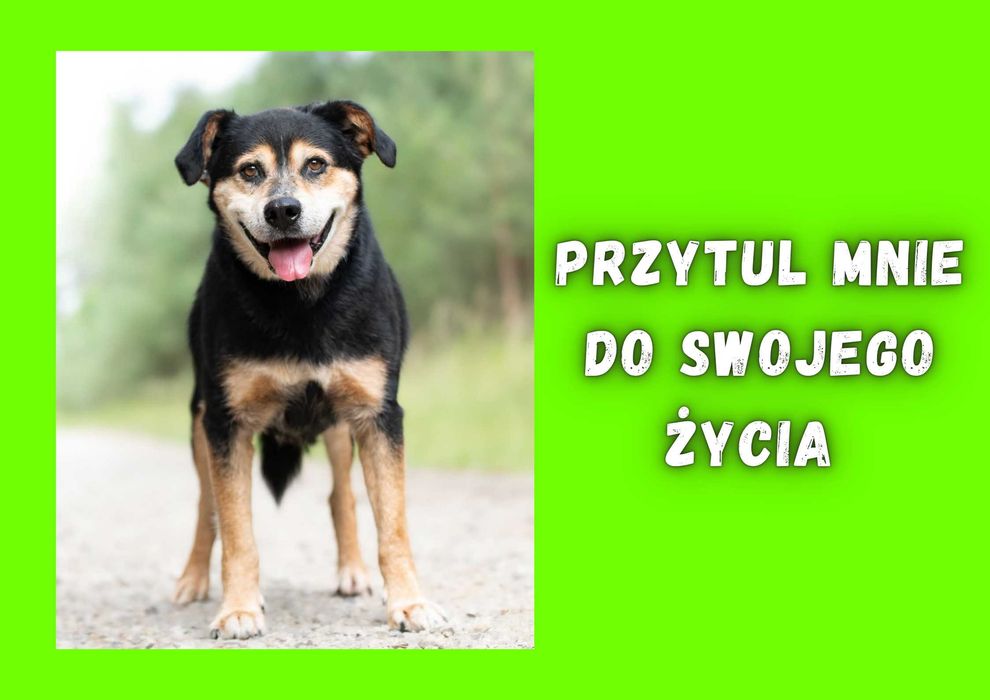 DALTON - marzy o nowym domu i rodzinie