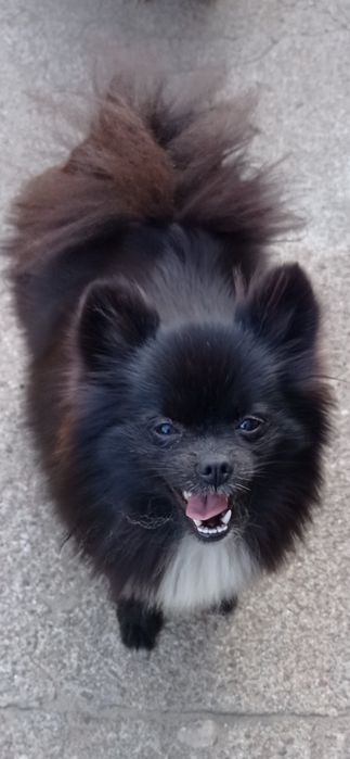 Pomeranian dorosła sunia FCI