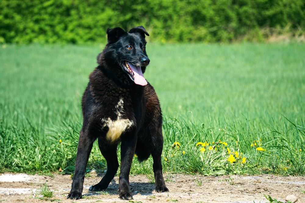 VERANO - super pies w typie labrador