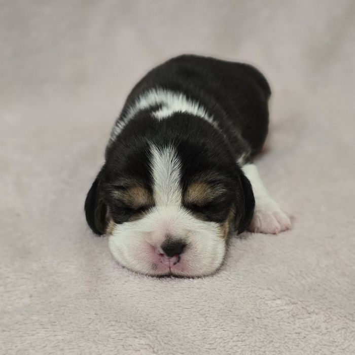 Beagle,  ZKwP FCI